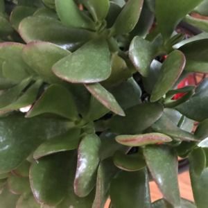 Meet your Posher, Suzi